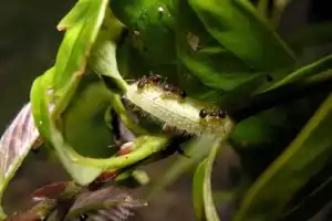 Гусеницы при помощи наркотиков зомбируют муравьев