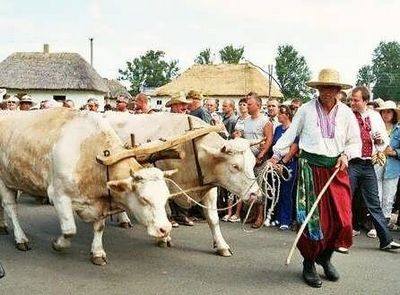 Алена Цинтила