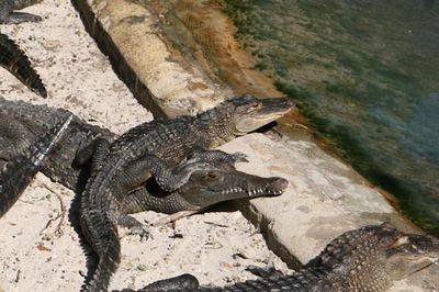 антисептик