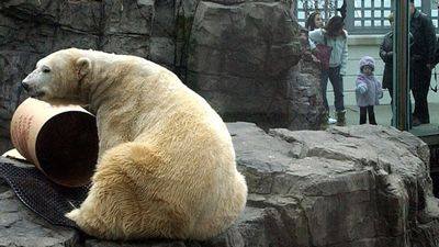 автомобильную покрышку