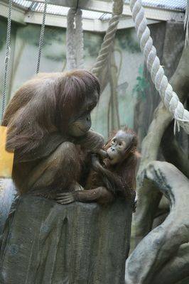 орангутанг