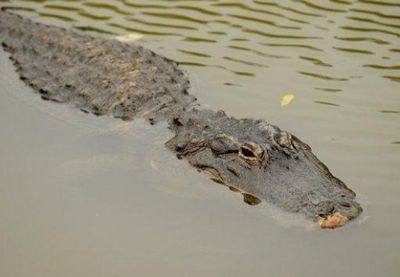 австралиец