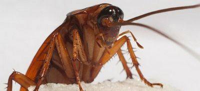 таракан