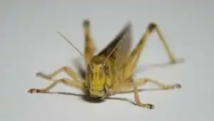 Ученые позавидовали насекомым