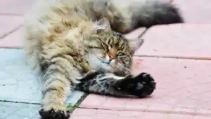 Почему кошки так часто потягиваются