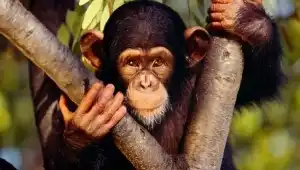 аблуждения оппозиционеров теории эволюции