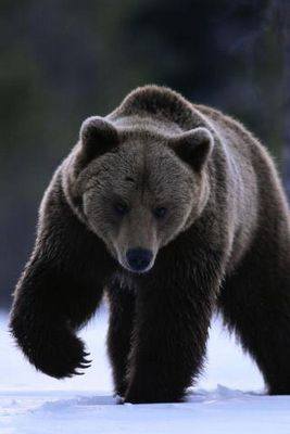 Золотая черепаха