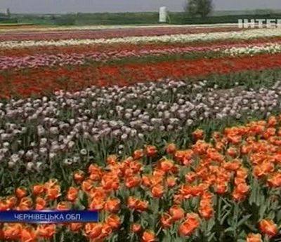 Олександр Страт¦йчук