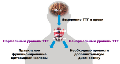 щитовидной железы щитовидной железы