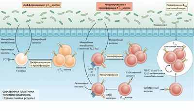 Участие регуляторных Т-клеток в развитии рака толстой кишки