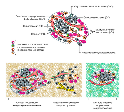Исследователи перепрограммируют опухолевые клетки, чтобы атаковать себя