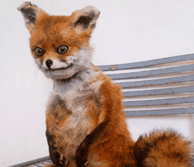 губернатор