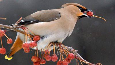 санкт-петербургом