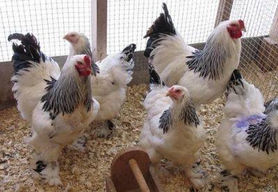 американка