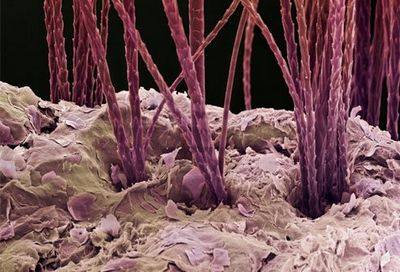 аргентинец