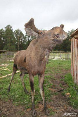 московском