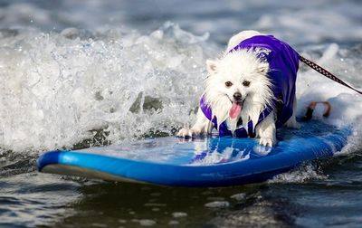 американец американец