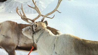 северных оленей