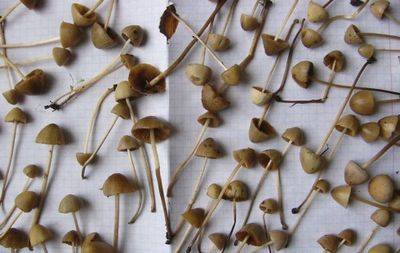 редакция редакция