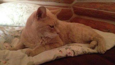 главы горадминистрации