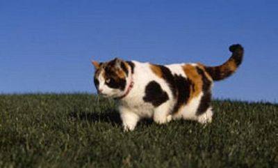 украине украине