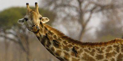 Максим Кошелев