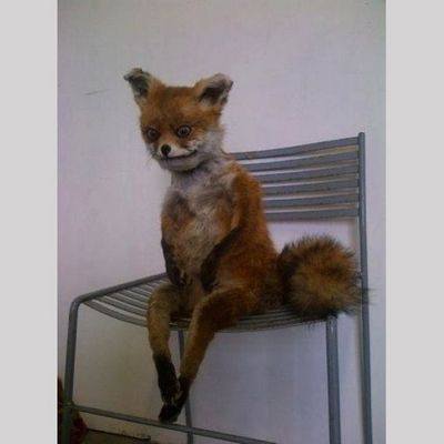 Адель Морзе