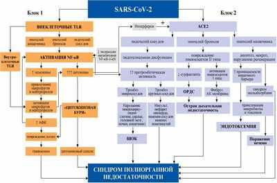 Фермент, расщепляющий ДНК в нейтрофилах, необходим для тромбоза глубоких вен