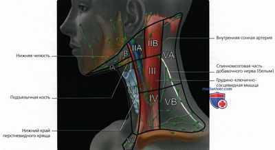 Исследователи создают &laquo;дизайнерские лимфатические узлы&raquo;
