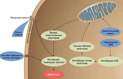 Исследователи говорят, что белковый комплекс, связанный с ростом рака, также может помочь в борьбе с опухолями