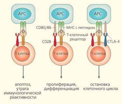Иммунотерапия рака: ожившие Т-клетки все еще нуждаются в топливе