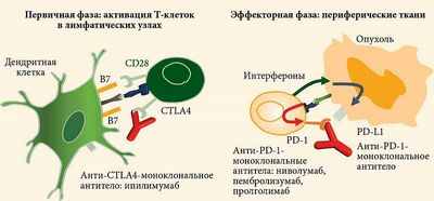 Количество иммунных клеток позволяет прогнозировать ответ на комбинированную иммунотерапию при меланоме