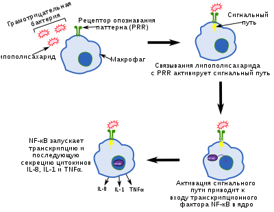 Редкие иммунные клетки - актив и ответственность в борьбе с инфекцией